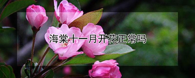 海棠十一月开花正常吗（海棠十一月开花代表什么）