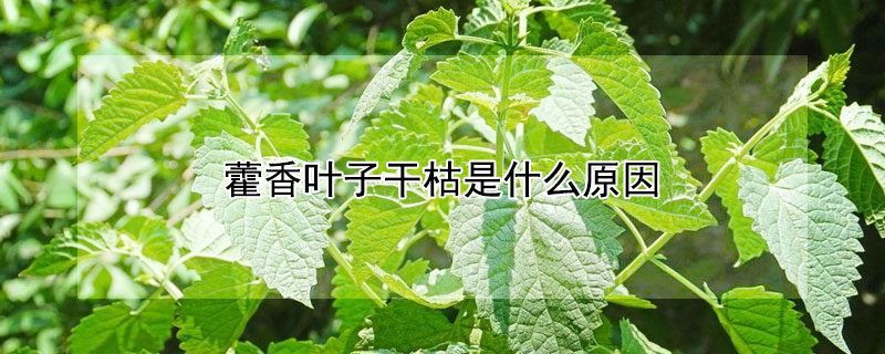 藿香叶子干枯是什么原因（藿香叶子干枯是什么原因呢）