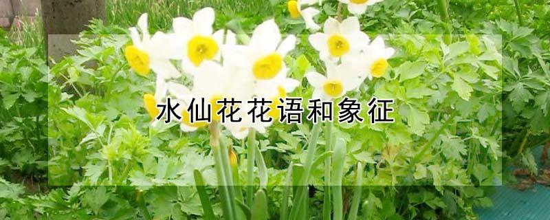 水仙花花语和象征（水仙花花语和象征传说）