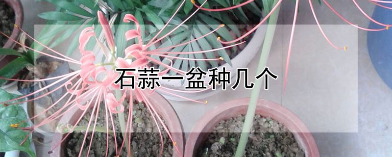 石蒜一盆种几个 石蒜种下去多少天长芽