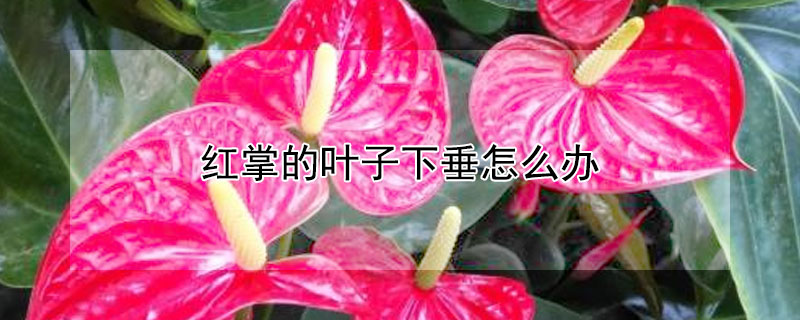 红掌的叶子下垂怎么办（红掌叶子下垂怎么补救）