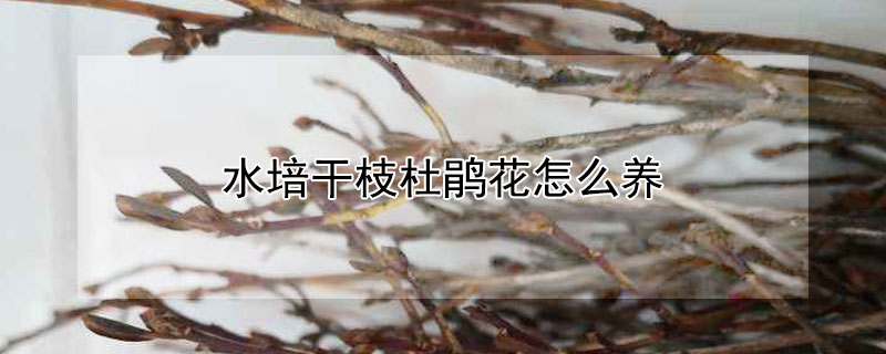 水培干枝杜鹃花怎么养 水养干枝杜鹃能活多久