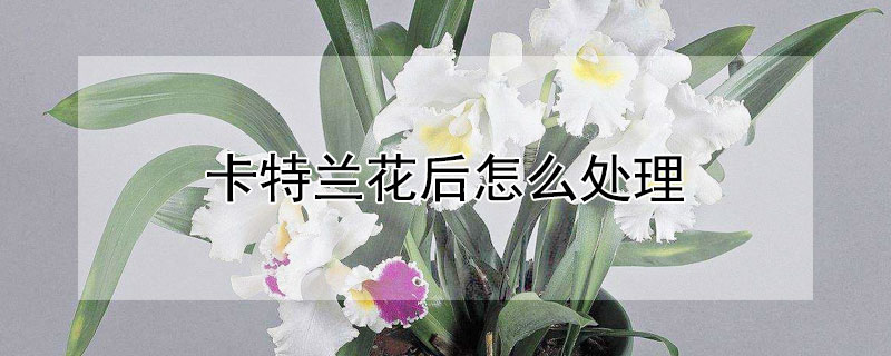 卡特兰花后怎么处理 卡特兰开花后怎么处理