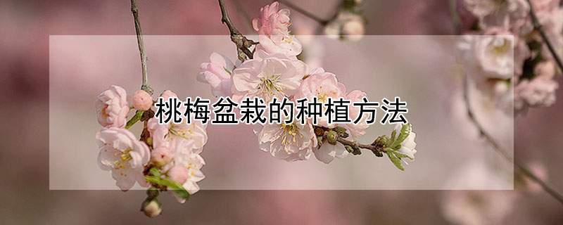 桃梅盆栽的种植方法 盆栽桃梅的养殖方法