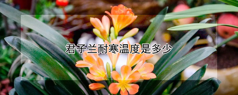 君子兰耐寒温度是多少 君子兰耐寒温度是多少度