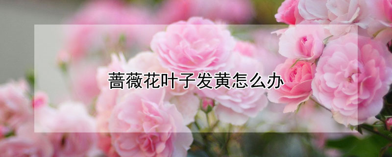 蔷薇花叶子发黄怎么办 蔷薇花叶子发黄怎么办,5种原因和处理方法