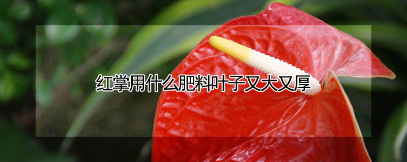 红掌用什么肥料叶子又大又厚 叶片发黄是缺什么肥料