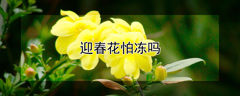 迎春花怕冻吗 迎春花怕不怕冷