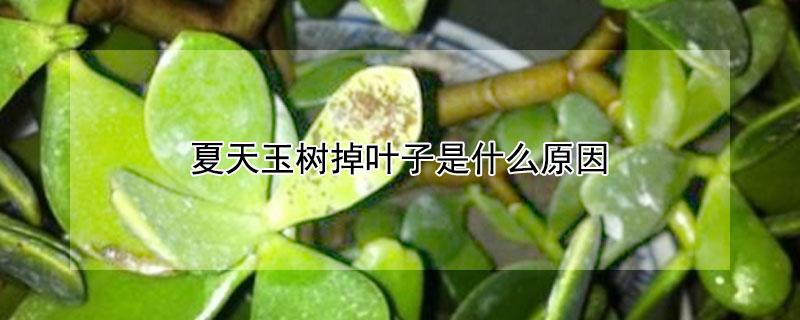 夏天玉树掉叶子是什么原因（夏天玉树落叶怎怎么办）