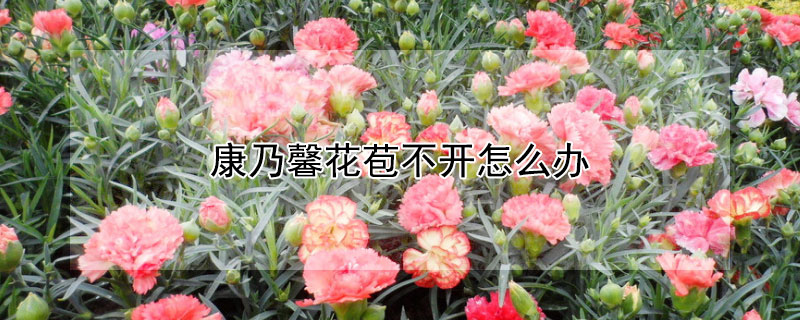 康乃馨花苞不开怎么办（康乃馨花苞不开花是什么原因）