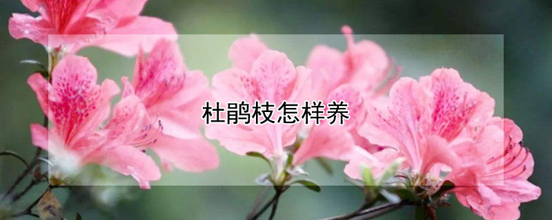 杜鹃枝怎样养 杜鹃枝怎样养护和浇水