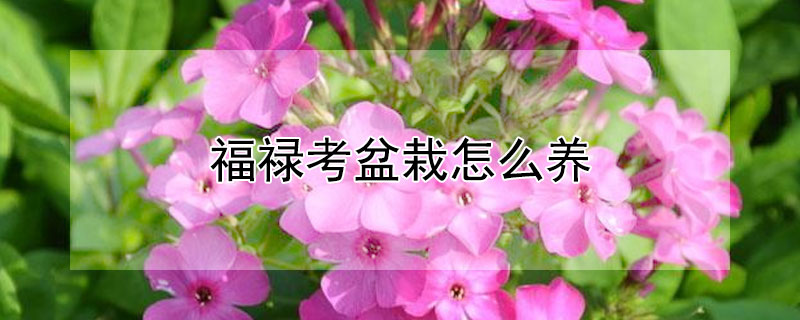 福禄考盆栽怎么养（福禄考好养吗花开完咋弄）