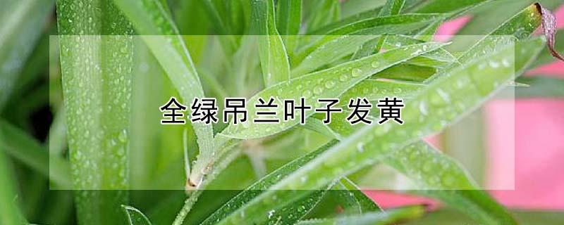 全绿吊兰叶子发黄 绿吊兰叶子发黄怎么办?