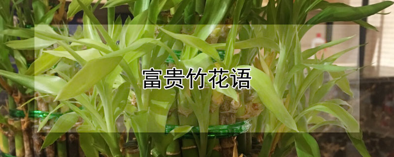 富贵竹花语（富贵竹花语是什么意思）