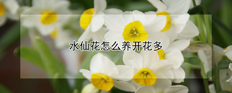 水仙花怎么养开花多 水仙花怎么养开花多又好看