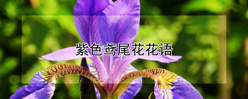 紫色鸢尾花花语 紫色鸢尾花花语自由