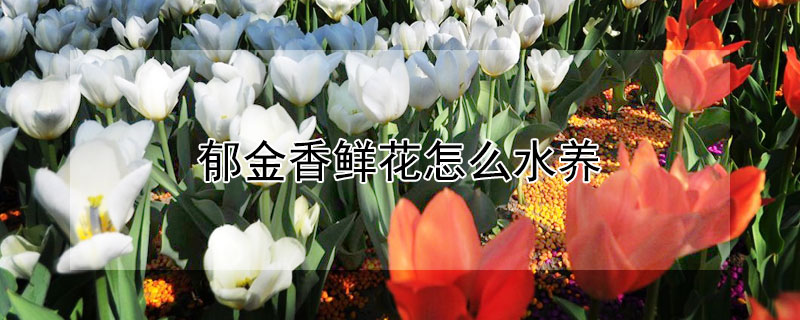 郁金香鲜花怎么水养（郁金香鲜花怎么水养得比较久）
