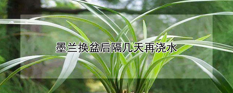 墨兰换盆后隔几天再浇水（墨兰换盆后多久可以施肥）