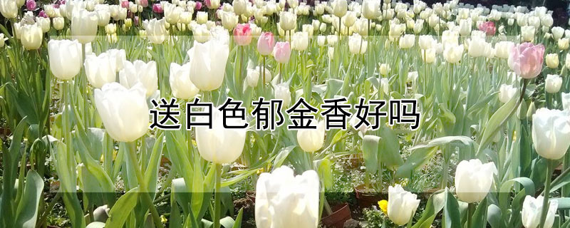 送白色郁金香好吗（送白色郁金香给女生代表什么）
