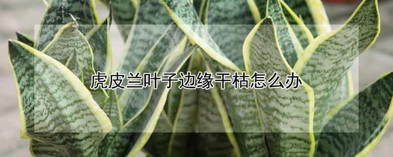 虎皮兰叶子边缘干枯怎么办（虎皮兰叶片中间有枯斑）