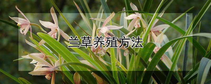 兰草养殖方法 兰草的正确养殖方法