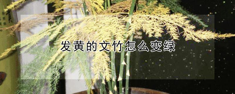 发黄的文竹怎么变绿（文竹发黄还能变绿吗）