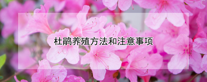杜鹃养殖方法和注意事项 杜鹃养殖方法和注意事项浇水