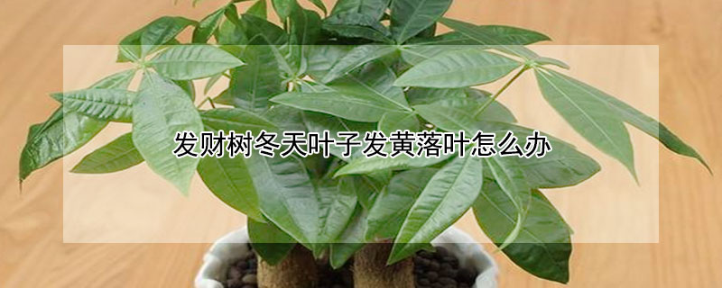 发财树冬天叶子发黄落叶怎么办 发财树冬天叶子发黄落叶怎么办视频