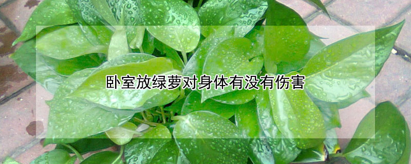 卧室放绿萝对身体有没有伤害 卧室放绿萝好不好?