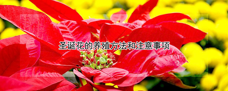 圣诞花的养殖方法和注意事项（圣诞花的养殖方法和注意事项有哪些）