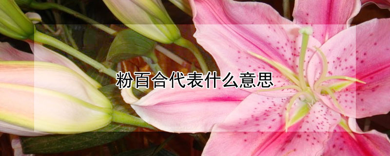 粉百合代表什么意思 粉百合代表什么意思啊