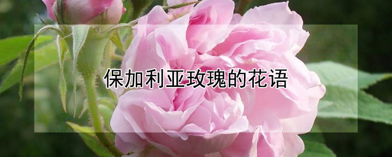 保加利亚玫瑰的花语 保加利亚玫瑰的花期