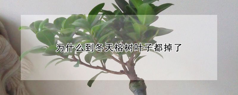 为什么到冬天榕树叶子都掉了 榕树冬天为什么落叶