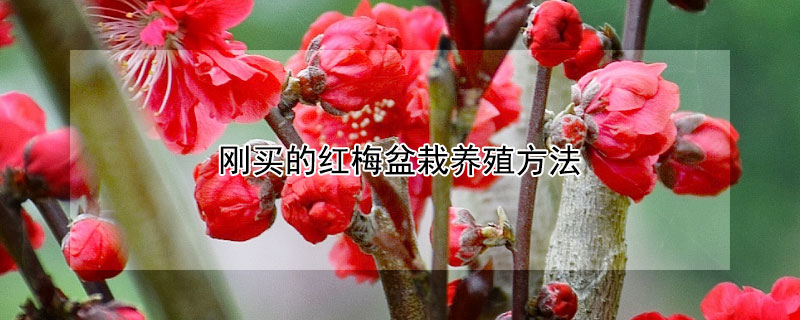 刚买的红梅盆栽养殖方法 红梅老桩盆景养殖方法