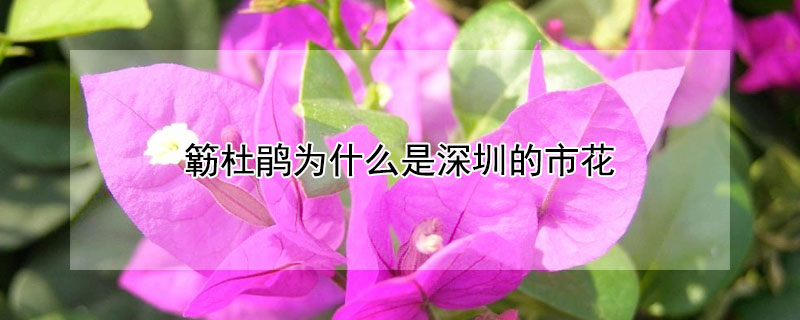 簕杜鹃为什么是深圳的市花 杜鹃花为什么是深圳的市花