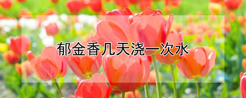 郁金香几天浇一次水 郁金香几天浇一次水最好