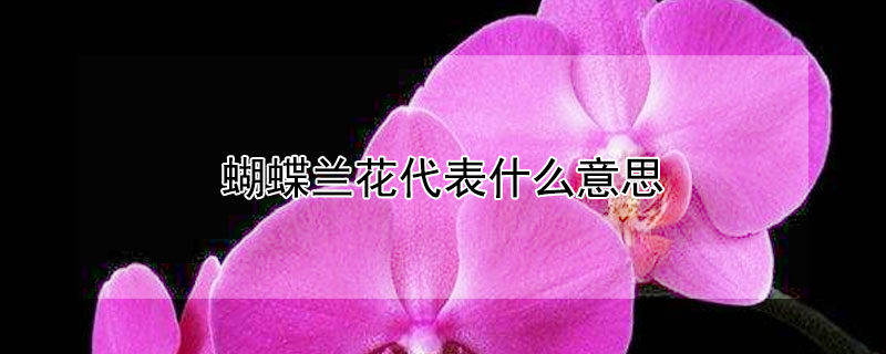 蝴蝶兰花代表什么意思 蝴蝶兰花是什么寓意