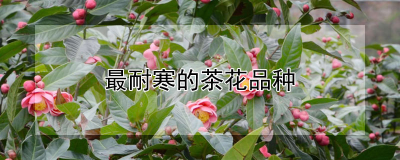最耐寒的茶花品种 最耐寒的茶花品种排行榜
