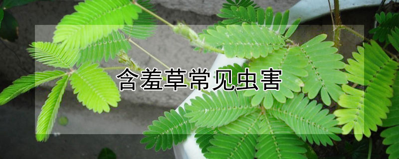 含羞草常见虫害（含羞草常见虫害图片大全）
