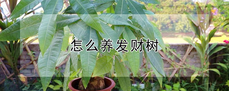 怎么养发财树 怎么养发财树黄叶怎么办