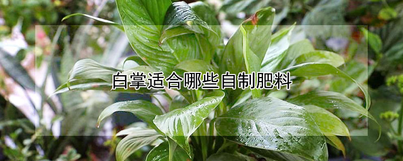 白掌适合哪些自制肥料（白掌可以用什么自制肥）