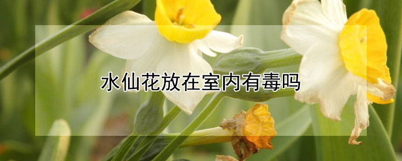 水仙花放在室内有毒吗 水仙花放在室内有毒吗安全吗