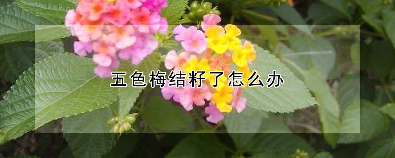 五色梅结籽了怎么办（五色梅种子多久发芽）