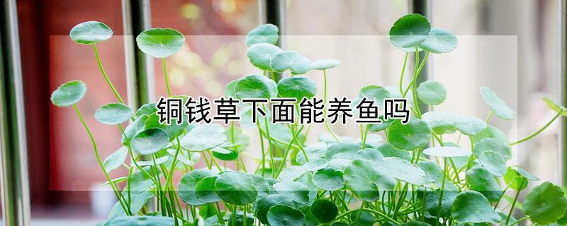 铜钱草下面能养鱼吗 铜钱草下面能养鱼吗图片