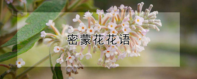 密蒙花花语（密蒙花名字来源）