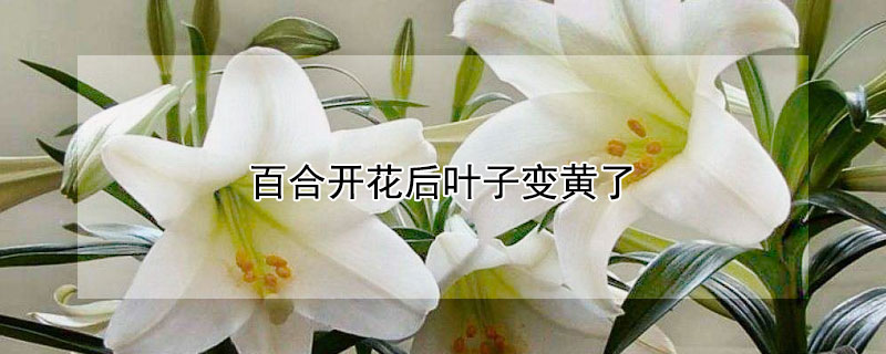 百合开花后叶子变黄了（百合开花后叶子变黄了怎么回事）