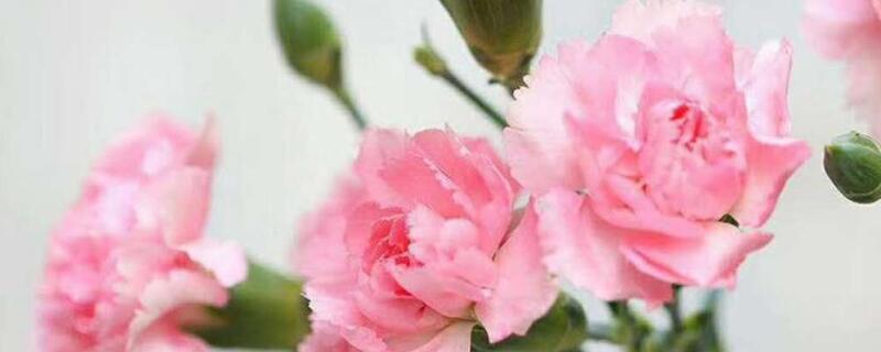 粉色桔梗花的花语 粉色桔梗花的花语和图片