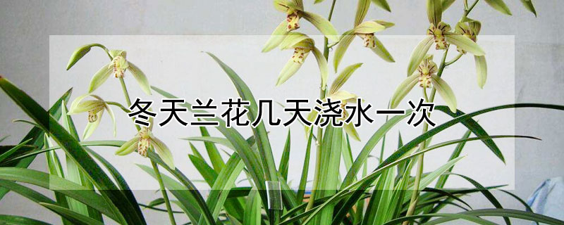 冬天兰花几天浇水一次 冬季的兰花多少天浇一回水
