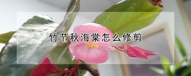 竹节秋海棠怎么修剪（竹节秋海棠怎么修剪才能爆盆）