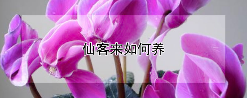 仙客来如何养 仙客来如何养护才能花开不断